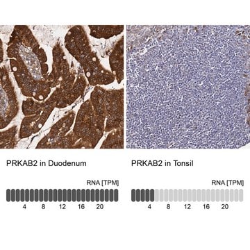 Anti-PRKAB2 antibody produced in rabbit Prestige Antibodies&#174; Powered by Atlas Antibodies, affinity isolated antibody, buffered aqueous glycerol solution