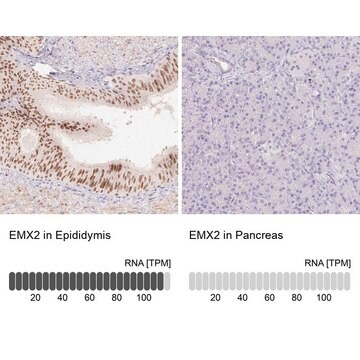 Anti-EMX2 antibody produced in rabbit Prestige Antibodies&#174; Powered by Atlas Antibodies, affinity isolated antibody, buffered aqueous glycerol solution