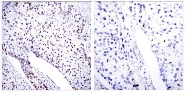 Anti-STAT3 (Ab-705) antibody produced in rabbit affinity isolated antibody