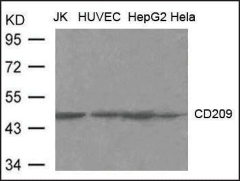 Anti-CD209 antibody produced in rabbit affinity isolated antibody