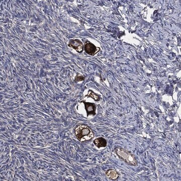 Anti-Stk3 Antibody Produced In Rabbit Prestige Antibodies&#174; Powered by Atlas Antibodies, affinity isolated antibody, buffered aqueous glycerol solution