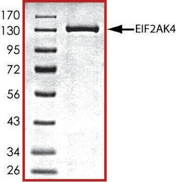 EIF2AK4 (192-1024), active, GST tagged human PRECISIO&#174; Kinase, recombinant, expressed in baculovirus infected Sf9 cells, &#8805;70% (SDS-PAGE), buffered aqueous glycerol solution