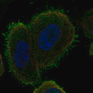 Anti-C14orf37 antibody produced in rabbit Prestige Antibodies&#174; Powered by Atlas Antibodies, affinity isolated antibody