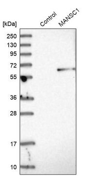 Anti-MANSC1 antibody produced in rabbit Ab2, Prestige Antibodies&#174; Powered by Atlas Antibodies, affinity isolated antibody, buffered aqueous glycerol solution