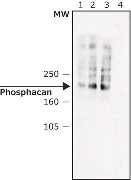 Monoclonal Anti-Phosphacan antibody produced in mouse ~2&#160;mg/mL, clone 122.2, purified immunoglobulin, buffered aqueous solution