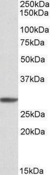 Anti-PSMA4 antibody produced in goat affinity isolated antibody, buffered aqueous solution