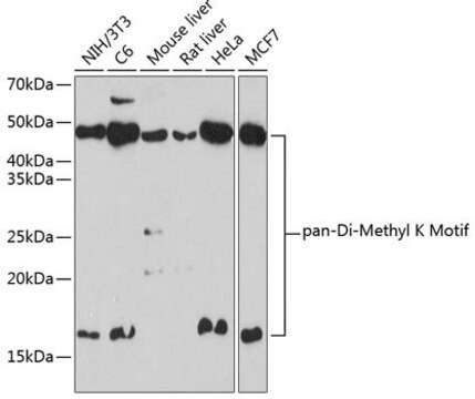 Anti-pan-Di-Methyl K Motif antibody produced in rabbit