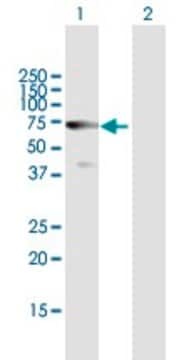 Anti-HDAC10 antibody produced in mouse purified immunoglobulin, buffered aqueous solution