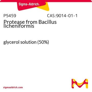 Protéase from Bacillus licheniformis glycerol solution (50%)