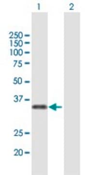 Anti-MAF1 antibody produced in mouse purified immunoglobulin, buffered aqueous solution