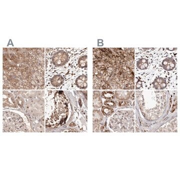 Anti-NUP43 antibody produced in rabbit Prestige Antibodies&#174; Powered by Atlas Antibodies, affinity isolated antibody, buffered aqueous glycerol solution, ab3