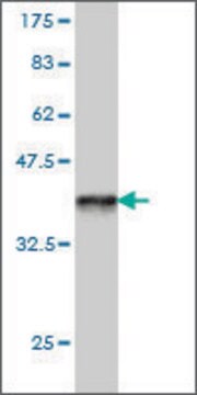 Monoclonal Anti-PCDHB14 antibody produced in mouse clone 5F7, purified immunoglobulin, buffered aqueous solution