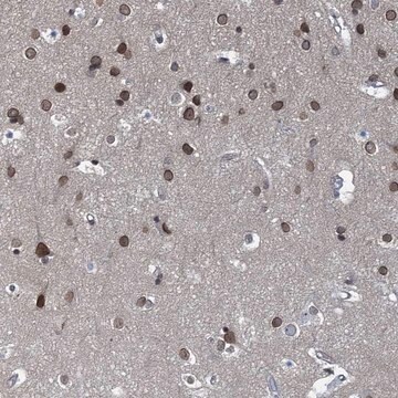 Anti-CCDC34 antibody produced in rabbit Prestige Antibodies&#174; Powered by Atlas Antibodies, affinity isolated antibody, buffered aqueous glycerol solution