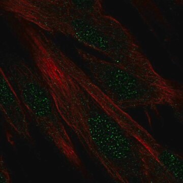 Anti-DIRC1 antibody produced in rabbit Prestige Antibodies&#174; Powered by Atlas Antibodies, affinity isolated antibody