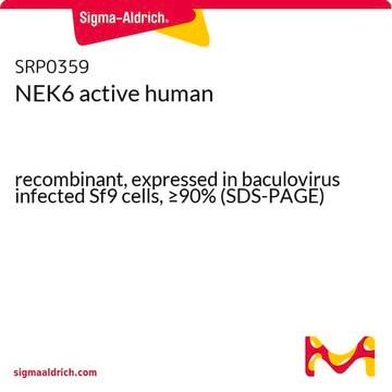 NEK6 active human recombinant, expressed in baculovirus infected Sf9 cells, &#8805;90% (SDS-PAGE)