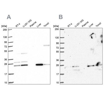 Anti-CMPK1 antibody produced in rabbit Prestige Antibodies&#174; Powered by Atlas Antibodies, affinity isolated antibody, buffered aqueous glycerol solution