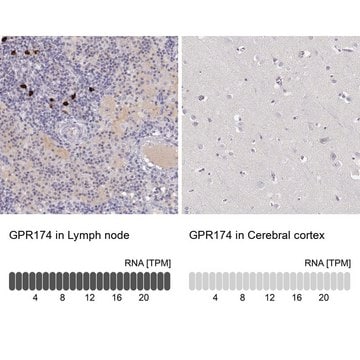 Anti-GPR174 antibody produced in rabbit Prestige Antibodies&#174; Powered by Atlas Antibodies, affinity isolated antibody, buffered aqueous glycerol solution