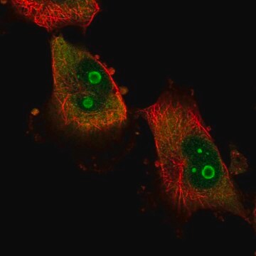 Anti-ATXN7L2 antibody produced in rabbit Prestige Antibodies&#174; Powered by Atlas Antibodies, affinity isolated antibody