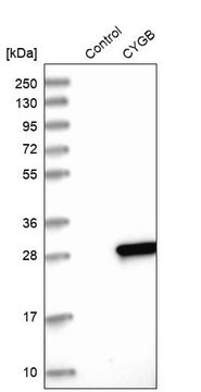 Anti-CYGB antibody produced in rabbit Prestige Antibodies&#174; Powered by Atlas Antibodies, affinity isolated antibody, buffered aqueous glycerol solution