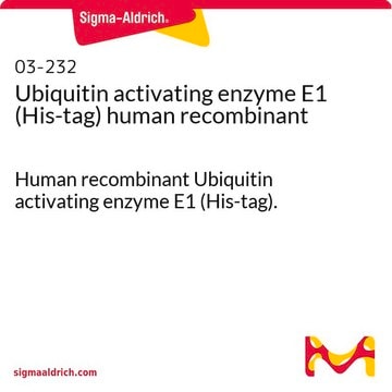 Ubiquitin activating enzyme E1 (His-tag) human recombinant Human recombinant Ubiquitin activating enzyme E1 (His-tag).