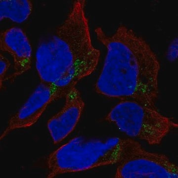 Anti-HFM1 antibody produced in rabbit Prestige Antibodies&#174; Powered by Atlas Antibodies, affinity isolated antibody, buffered aqueous glycerol solution