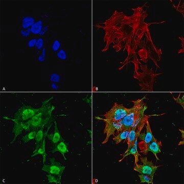 Monoclonal Anti-REEP1-Atto 390 antibody produced in mouse clone S345-51