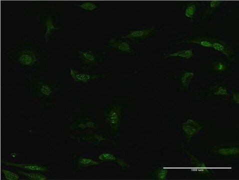 Monoclonal Anti-PDE5A antibody produced in mouse clone 1F11, purified immunoglobulin, buffered aqueous solution