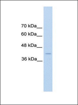 Anti-REN antibody produced in rabbit IgG fraction of antiserum