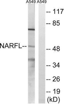 Anti-NARFL antibody produced in rabbit affinity isolated antibody