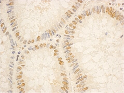 Rabbit anti-NOP56 Antibody, Affinity Purified Powered by Bethyl Laboratories, Inc.