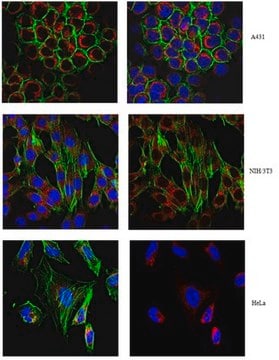 Anti-Tom20/Tomm20 Antibody, clone 2F8.1 clone 2F8.1, from mouse