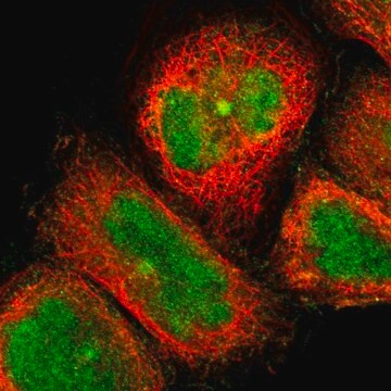 Anti-BBOF1 antibody produced in rabbit Prestige Antibodies&#174; Powered by Atlas Antibodies, affinity isolated antibody, buffered aqueous glycerol solution