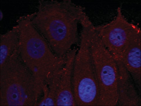 Anti-phospho-SNCA (pTyr133) antibody produced in rabbit affinity isolated antibody