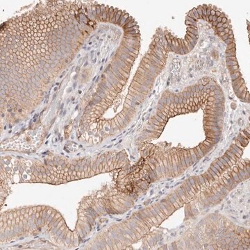 Anti-SLC35B2 antibody produced in rabbit Prestige Antibodies&#174; Powered by Atlas Antibodies, affinity isolated antibody, buffered aqueous glycerol solution