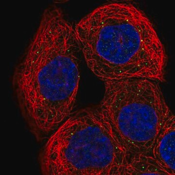 Anti-RNF135 antibody produced in rabbit Prestige Antibodies&#174; Powered by Atlas Antibodies, affinity isolated antibody