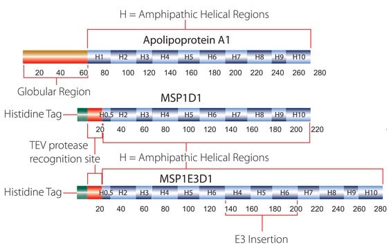 Membrane Scaffold Protein 1E3D1 recombinant, expressed in E. coli, buffered aqueous solution