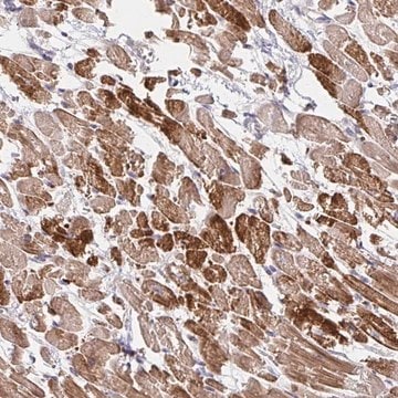 Anti-SKA2 antibody produced in rabbit Prestige Antibodies&#174; Powered by Atlas Antibodies, affinity isolated antibody, buffered aqueous glycerol solution