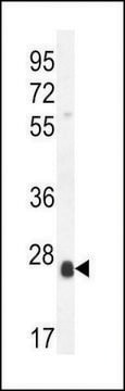 ANTI-SCXA(C-TERMINAL) antibody produced in rabbit affinity isolated antibody, buffered aqueous solution