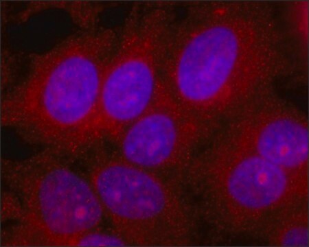 Monoclonal Anti-TMOD1 antibody produced in mouse clone TMOD1-A328, culture supernatant