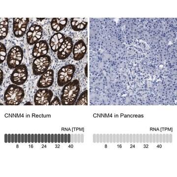 Anti-CNNM4 antibody produced in rabbit Prestige Antibodies&#174; Powered by Atlas Antibodies, affinity isolated antibody, buffered aqueous glycerol solution