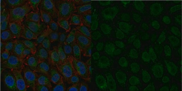 Aktivierter Anti-Integrin-&#946;1-Antikörper, Klon&nbsp;HUTS-4, Alexa Fluor&#8482;&nbsp;488-Konjugat clone HUTS-4, from mouse, ALEXA FLUOR&#8482; 488