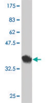 Monoclonal Anti-CPXM antibody produced in mouse clone 2G5, purified immunoglobulin, buffered aqueous solution