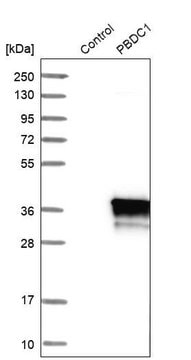 Anti-PBDC1 antibody produced in rabbit Prestige Antibodies&#174; Powered by Atlas Antibodies, affinity isolated antibody, buffered aqueous glycerol solution