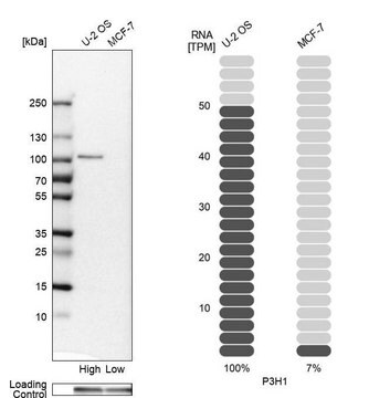 Anti-P3H1 antibody produced in rabbit Prestige Antibodies&#174; Powered by Atlas Antibodies, affinity isolated antibody, buffered aqueous glycerol solution