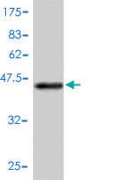 Monoclonal Anti-RGS10 antibody produced in mouse clone 1G9-2D4, purified immunoglobulin, buffered aqueous solution