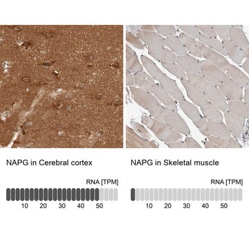 Anti-NAPG antibody produced in rabbit Prestige Antibodies&#174; Powered by Atlas Antibodies, affinity isolated antibody, buffered aqueous glycerol solution