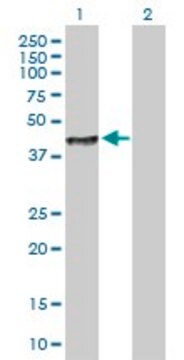 Anti-LRG1 antibody produced in mouse purified immunoglobulin, buffered aqueous solution