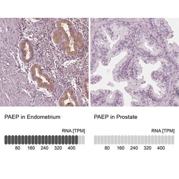 Anti-PAEP antibody produced in rabbit Prestige Antibodies&#174; Powered by Atlas Antibodies, affinity isolated antibody, buffered aqueous glycerol solution