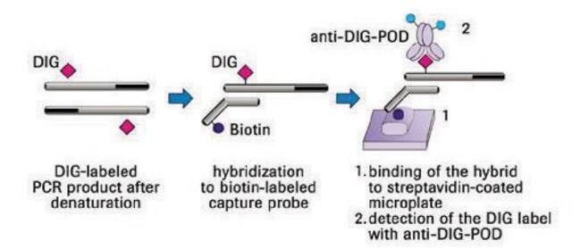 PCR ELISA, DIG-Detection