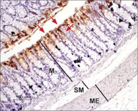 抗-水通道蛋白3 兔抗 affinity isolated antibody